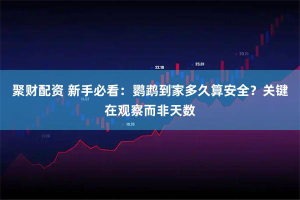 聚财配资 新手必看：鹦鹉到家多久算安全？关键在观察而非天数